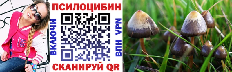 Купить  Жуковский  Псилоцибиновые грибы Psilocybe 